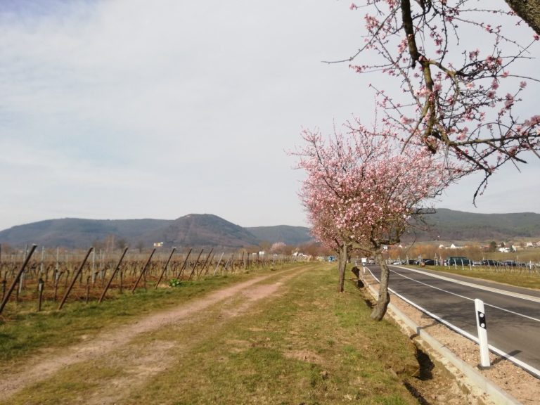 Mandelblüte Edenkoben