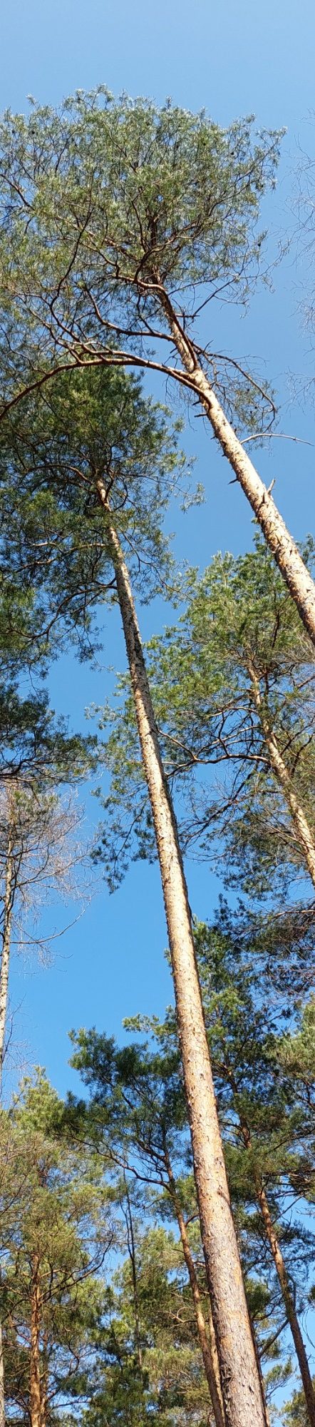 Pfälzer Wald